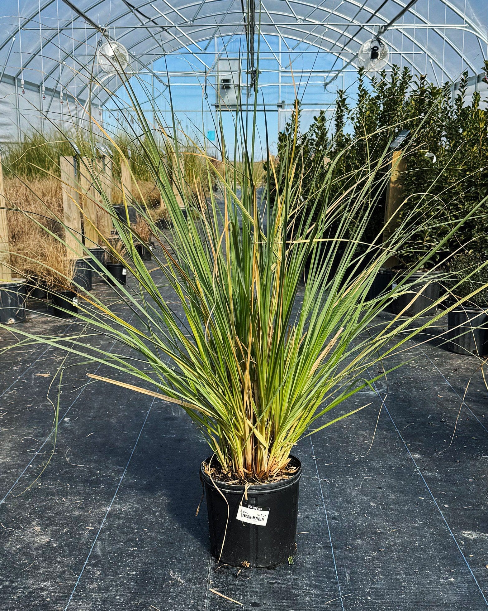 Pampas grass with tall green blades in a black nursery container inside a greenhouse