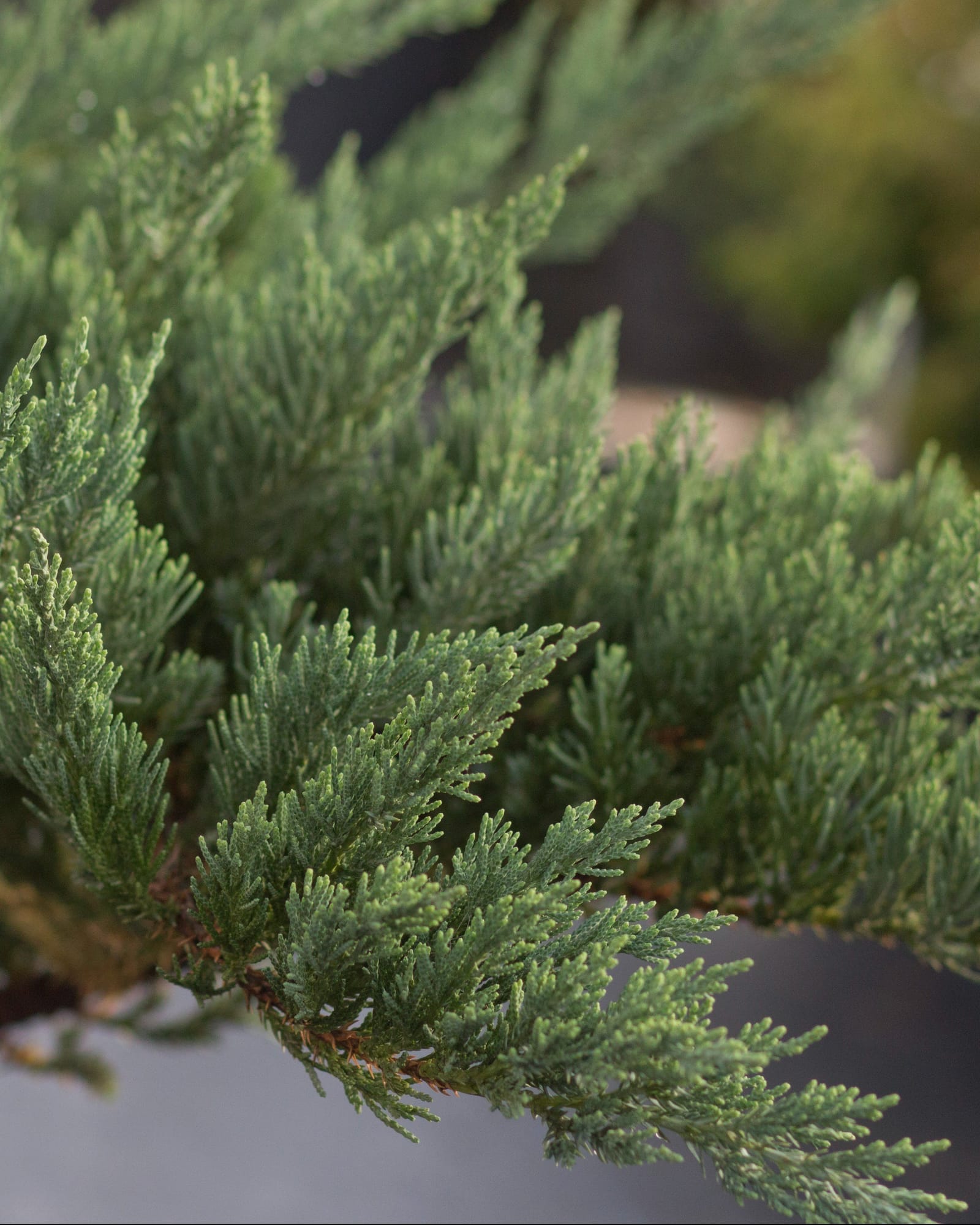 Parsoni Juniper with dense blue green needlelike foliage on spreading branches