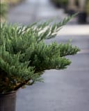 Parsoni Juniper with dense blue-green foliage in a container along a nursery walkway