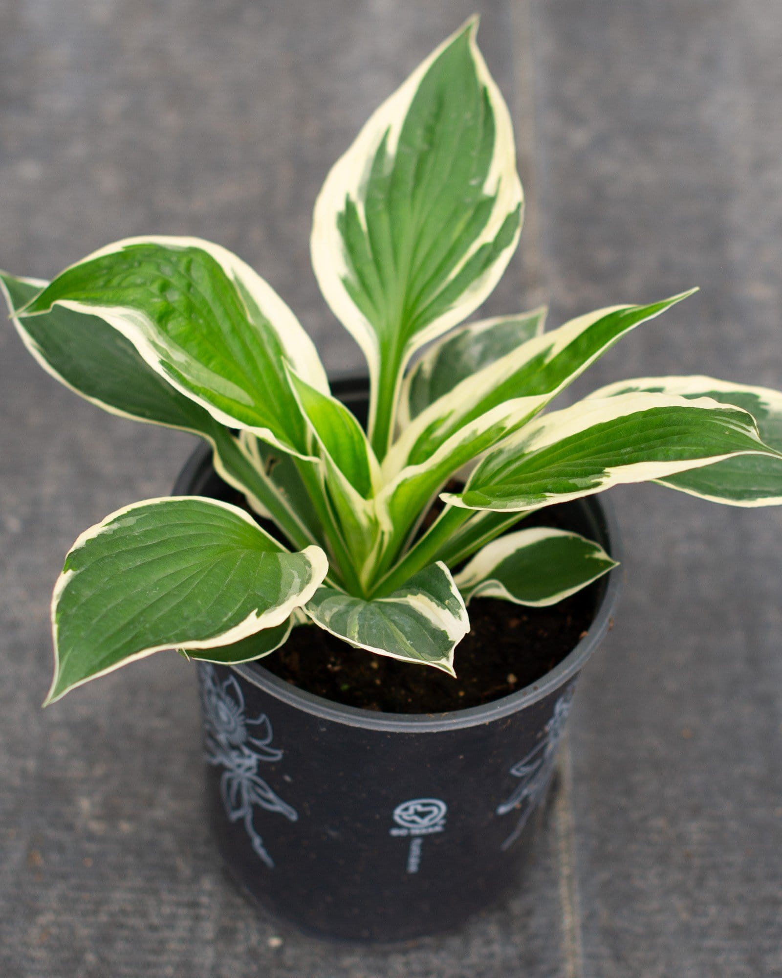 Patriot Hosta with green leaves edged in creamy white in a black nursery container