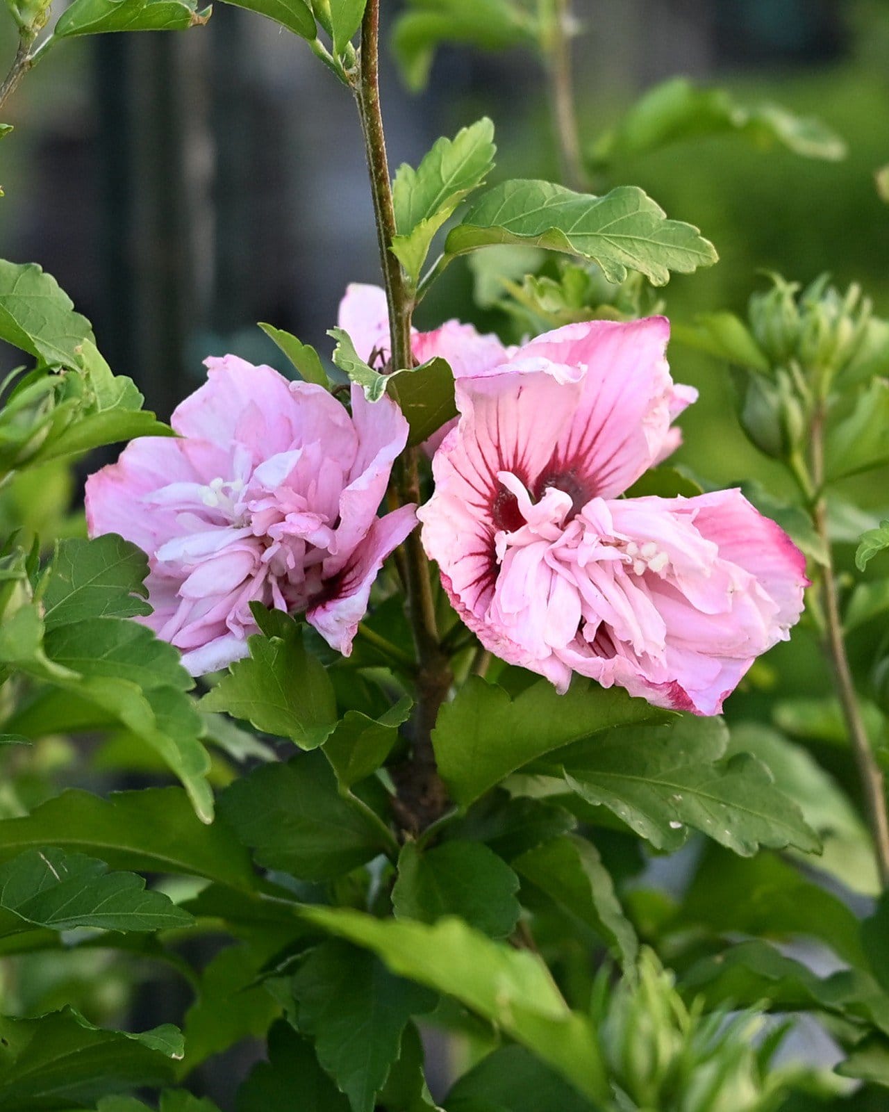Pink Chiffon Althea