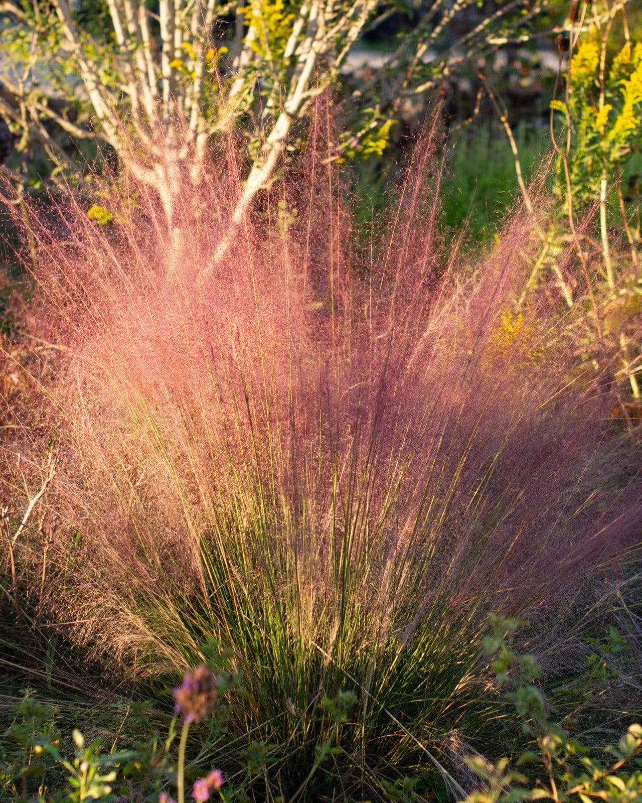 Pink Muhly