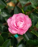 Pink Snow Camellia with a full pink flower among glossy dark green leaves