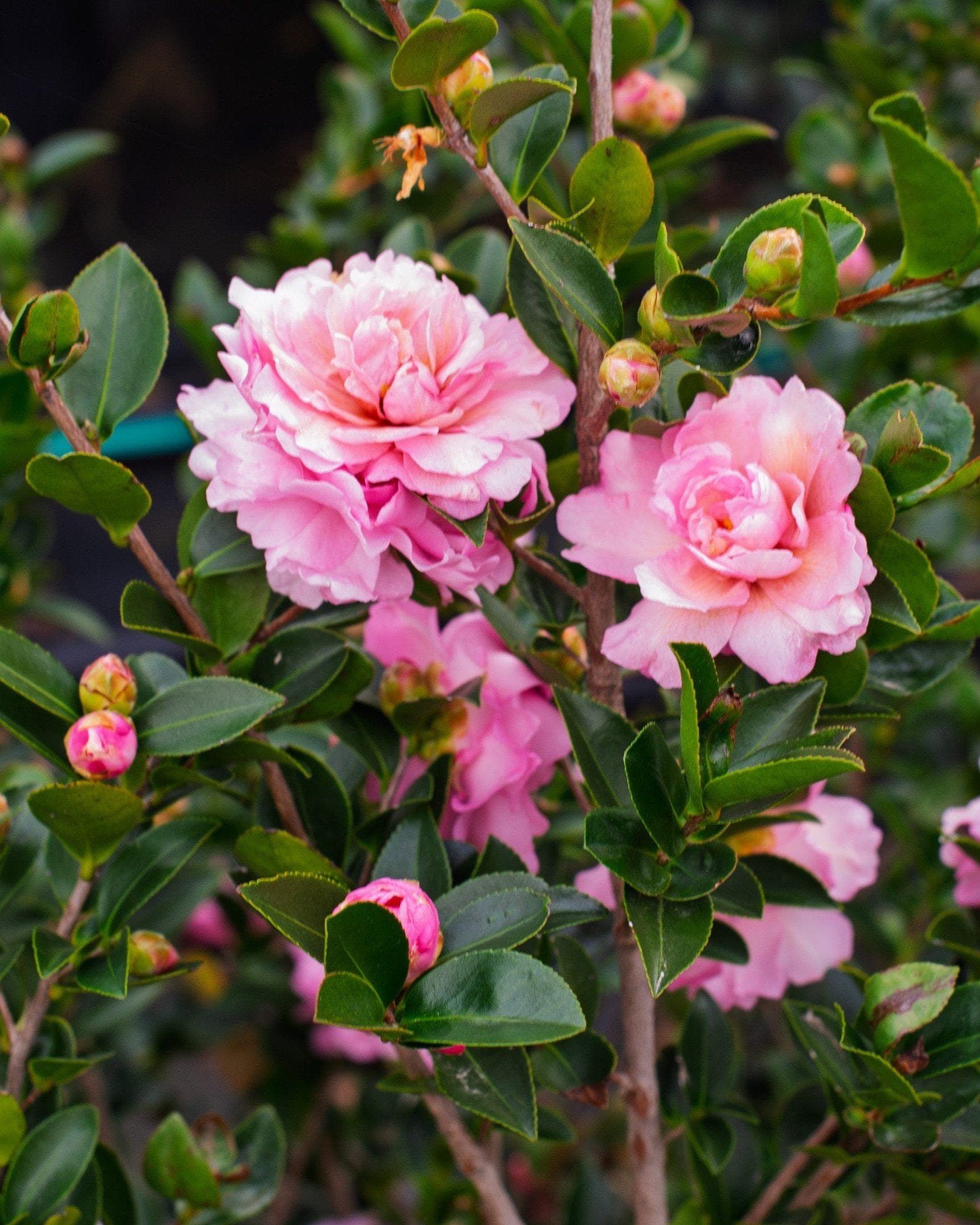 Pink Snow Camellia with large layered pink flowers and glossy green leaves