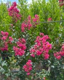 Pink Velour Crape Myrtle with abundant bright pink flower clusters and dark green foliage in a nursery row