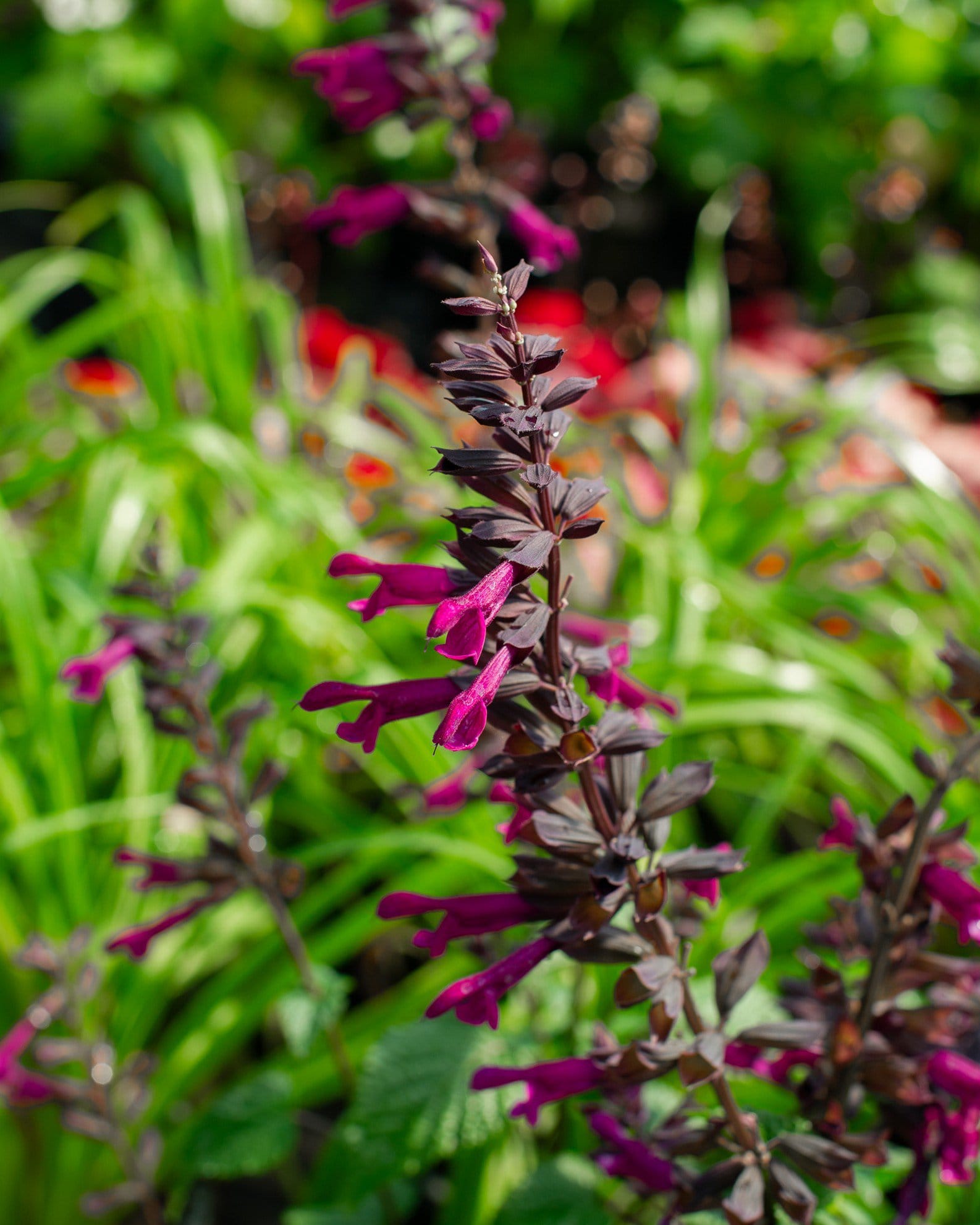 Plum Crazy Salvia - view 2