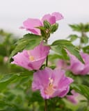 Pollypetite Althea Tree Form with pink flowers, green leaves and unopened buds