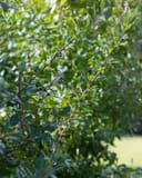 Possumhaw Holly with slender branches and glossy green leaves