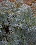 Powis Castle Artemisia with finely divided silvery foliage