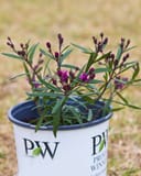 Prairie Princess Ironweed with slender green leaves and purple flower buds in a nursery container