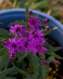 Prairie Princess Ironweed with vivid purple flowers and buds in a blue nursery container