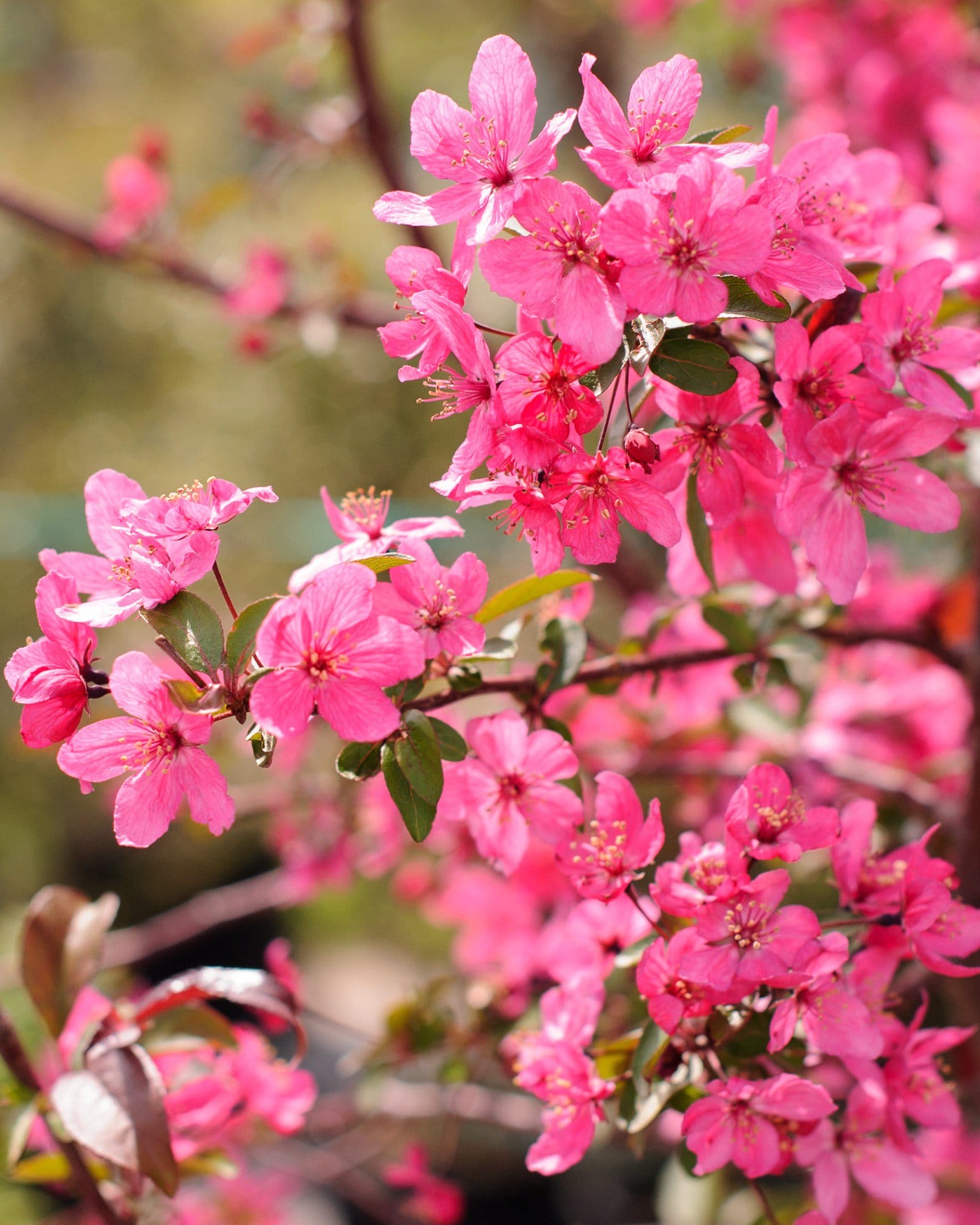 Prairifire Crabapple - view 5