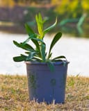 Pristine Blue Penstemon with upright green leaves in a nursery container