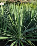 Adam's Needle Yucca with stiff green sword-shaped leaves in a nursery container