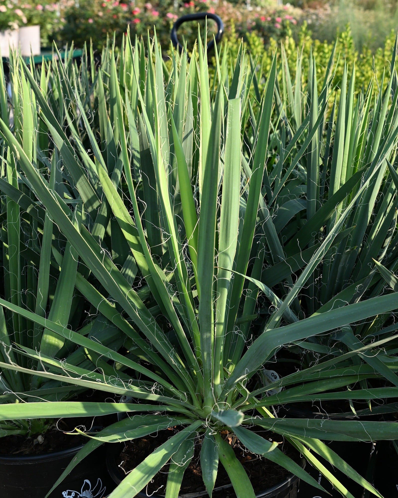 Adam's Needle Yucca with stiff green sword-shaped leaves in a nursery container