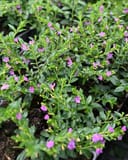 Allyson Mexican Heather Cuphea with green foliage and small purple flowers in nursery containers
