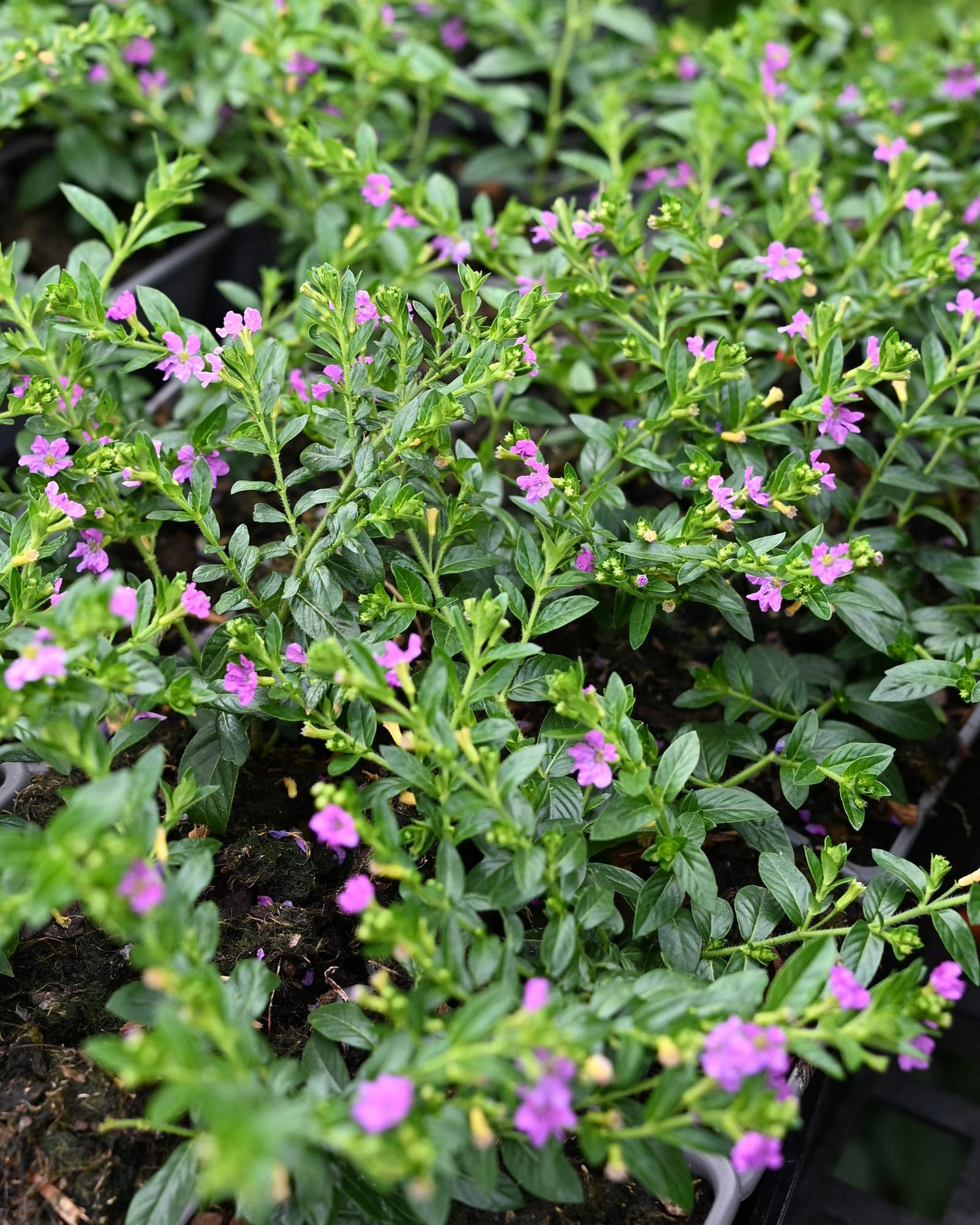Allyson Mexican Heather Cuphea