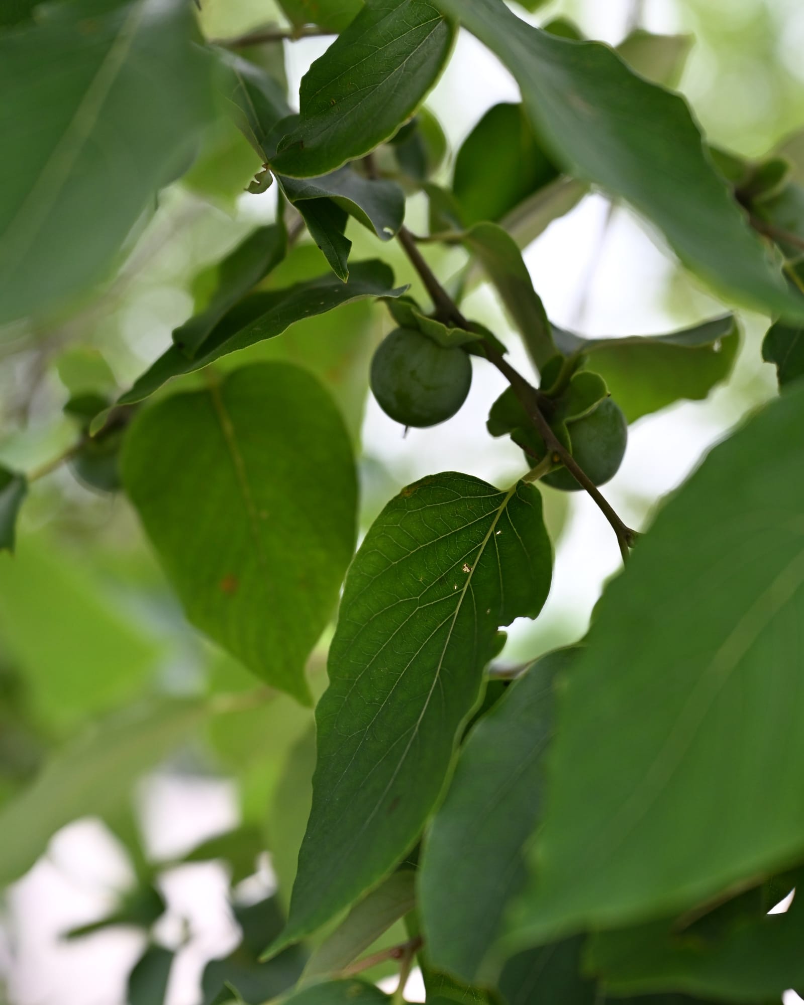American Persimmon