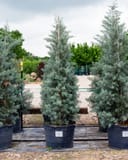 Arizona Cypress Blue Ice trees with silvery blue foliage in large nursery containers