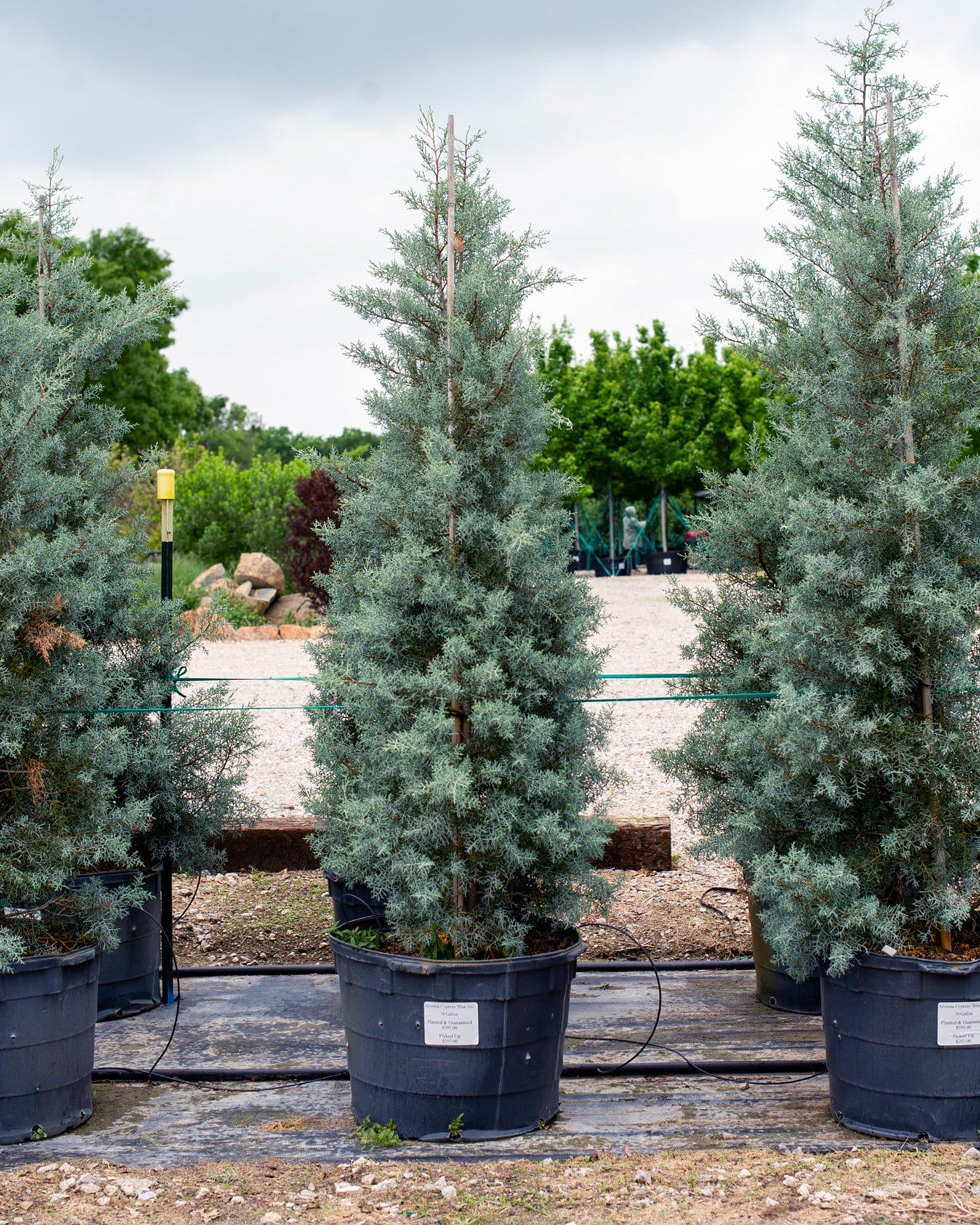 Arizona Cypress Blue Ice trees with silvery blue foliage in large nursery containers