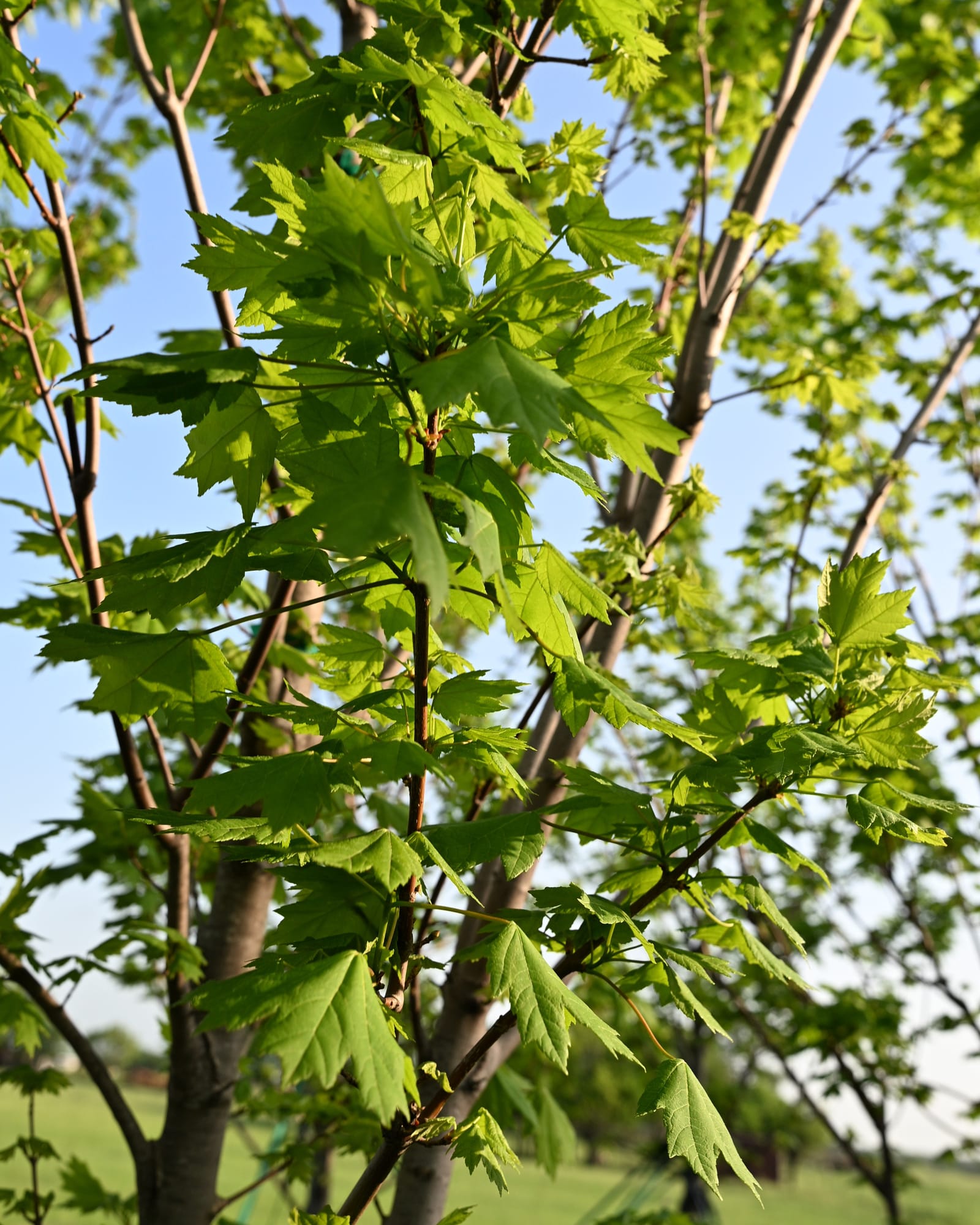 Armstrong Gold Maple