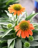 Artisan Soft Orange Coneflower with orange blooms and green cone-shaped centers
