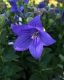Astra Blue Balloon Flower with a vivid purple, veined bloom among dark green foliage
