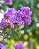 Autauga Crape Myrtle with clusters of bright purple flowers and glossy green leaves