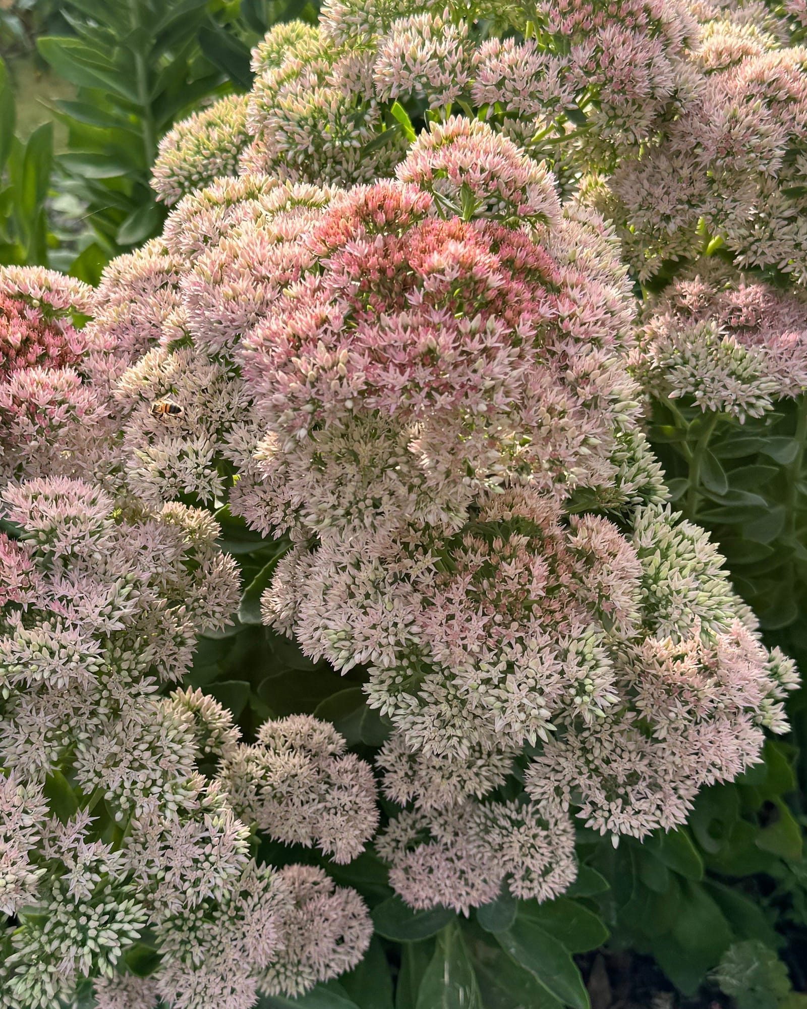 Autumn Joy Sedum
