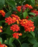 Bandana Red Lantana with clusters of red, orange and yellow flowers among green leaves