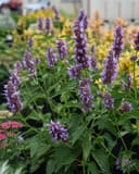 Beelicious Purple Agastache with tall spikes of purple flowers and green foliage in a nursery display
