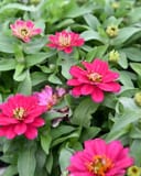 Belize Double Rose Zinnia with vivid pink layered flowers and green foliage