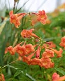 Bells of Fire Esperanza with clusters of orange trumpet-shaped flowers and green foliage