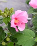 Big Hit Pink Hardy Hibiscus with large pink flowers and unopened buds