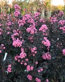 Black Diamond Shell Pink Crape Myrtle with abundant pink flower clusters and dark foliage in a nursery row