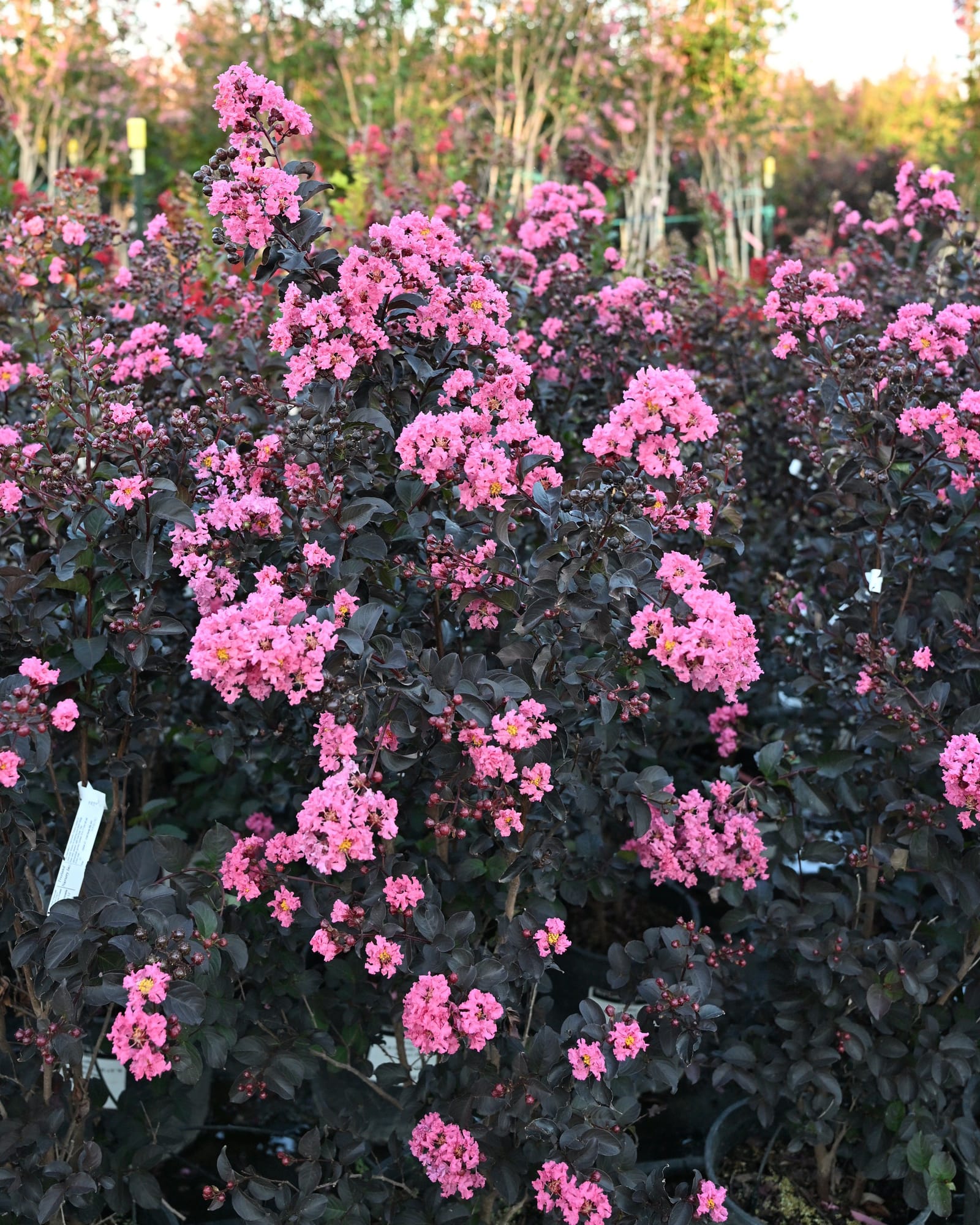 Black Diamond Shell Pink Crape Myrtle - view 3