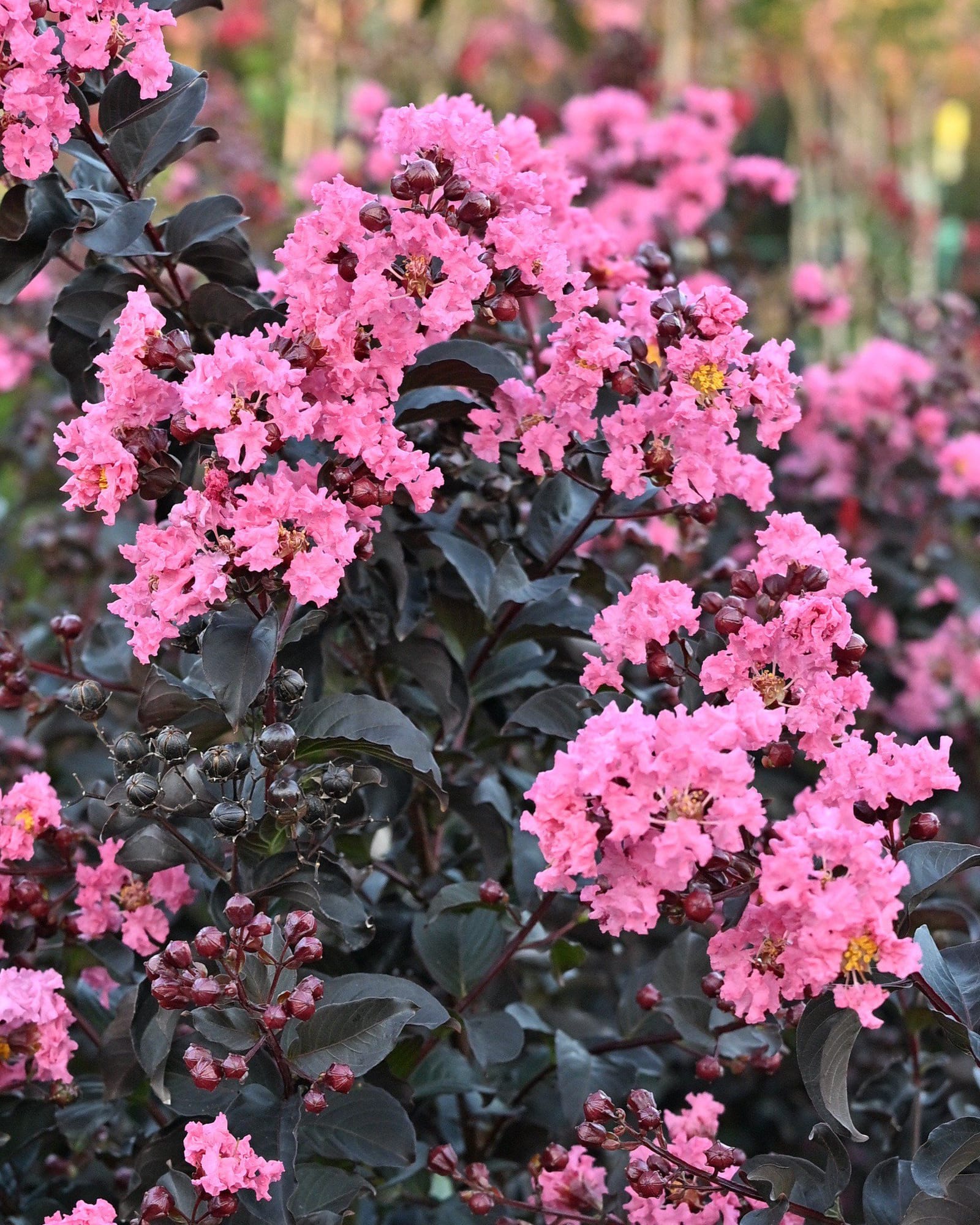 Black Diamond Shell Pink Crape Myrtle