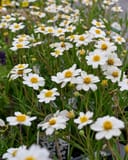 Blackfoot Daisy with white flowers and yellow centers growing densely in nursery containers