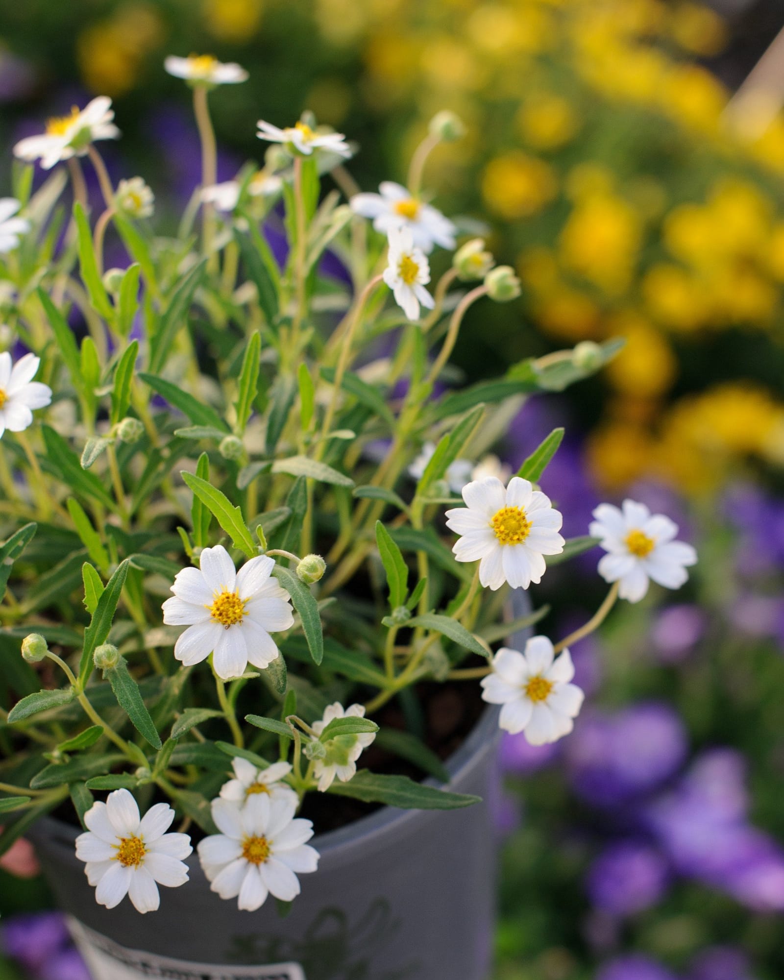 Blackfoot Daisy with white flowers growing in a nursery container