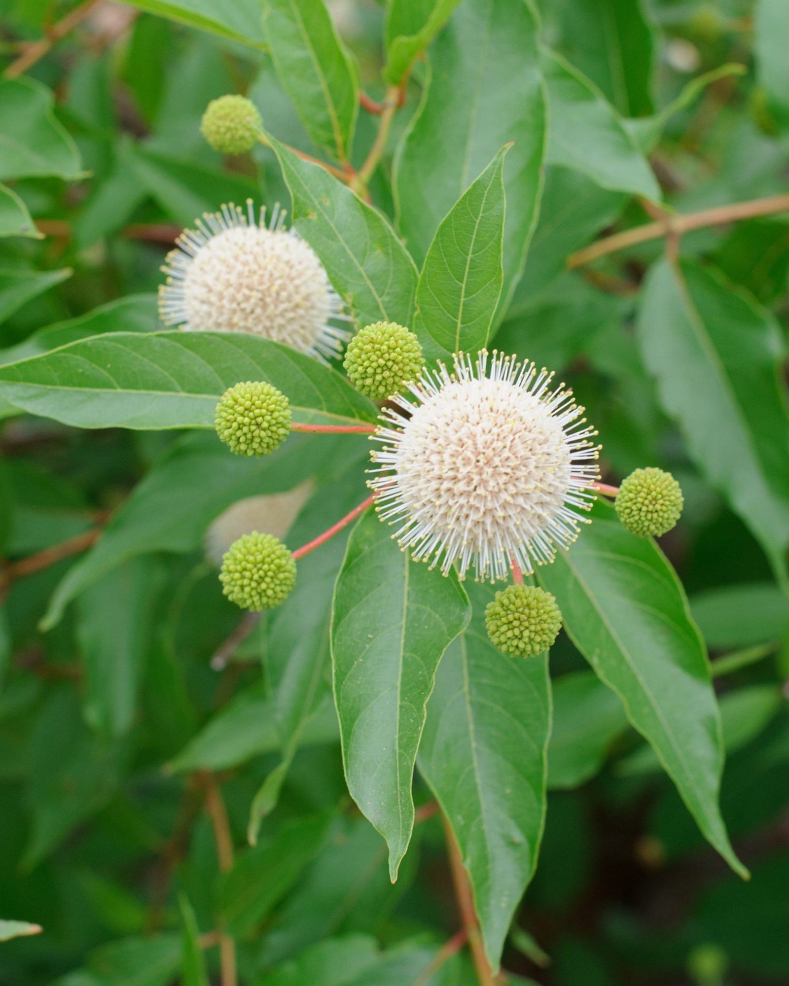 Blanco Buttonbush with round white pincushion flowers and green buds among glossy leaves