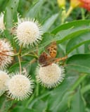 Blanco Buttonbush with white spherical flowers and butterflies among green leaves
