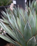 Blue Glow Agave with blue green pointed leaves edged in red in a nursery container