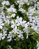 Blue Moon Phlox with clusters of white flowers and green foliage