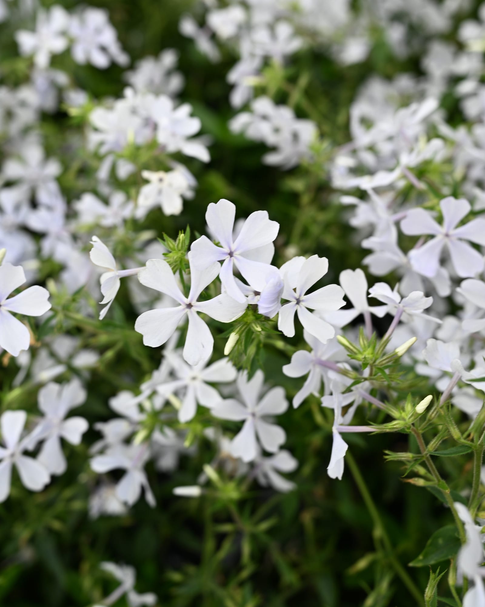 Blue Moon Phlox with clusters of white flowers and green foliage