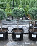 Blue Star Juniper Tree Form with rounded blue-green foliage in nursery containers