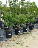 Bonfire Dwarf Peach trees with narrow green leaves in black nursery containers