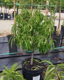 Bonfire Dwarf Peach with narrow green leaves in a nursery container