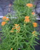 Butterfly Milkweed with bright orange flower clusters and narrow green leaves in a nursery container