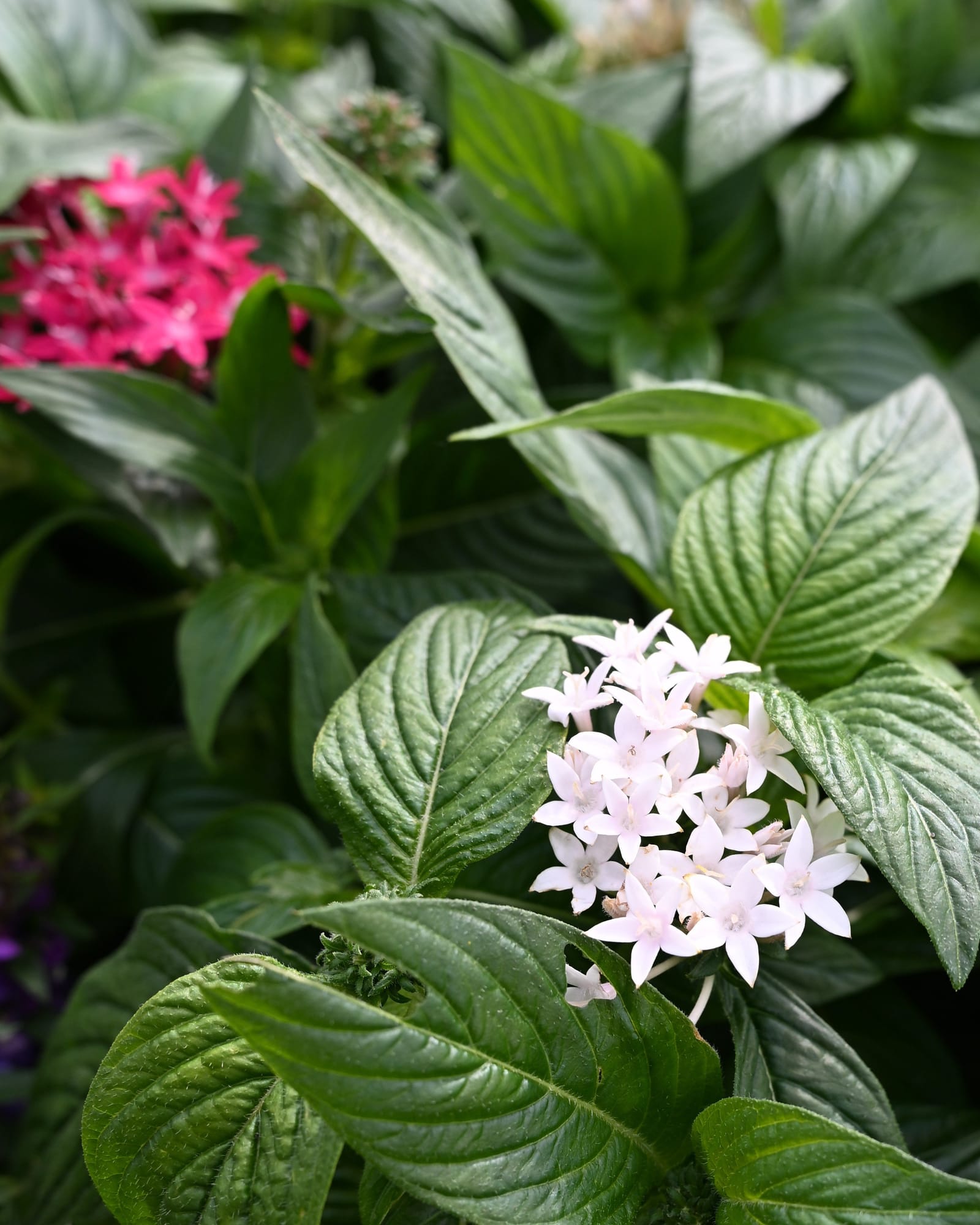 Butterfly Mix Pentas with clusters of pale pink flowers and textured green leaves