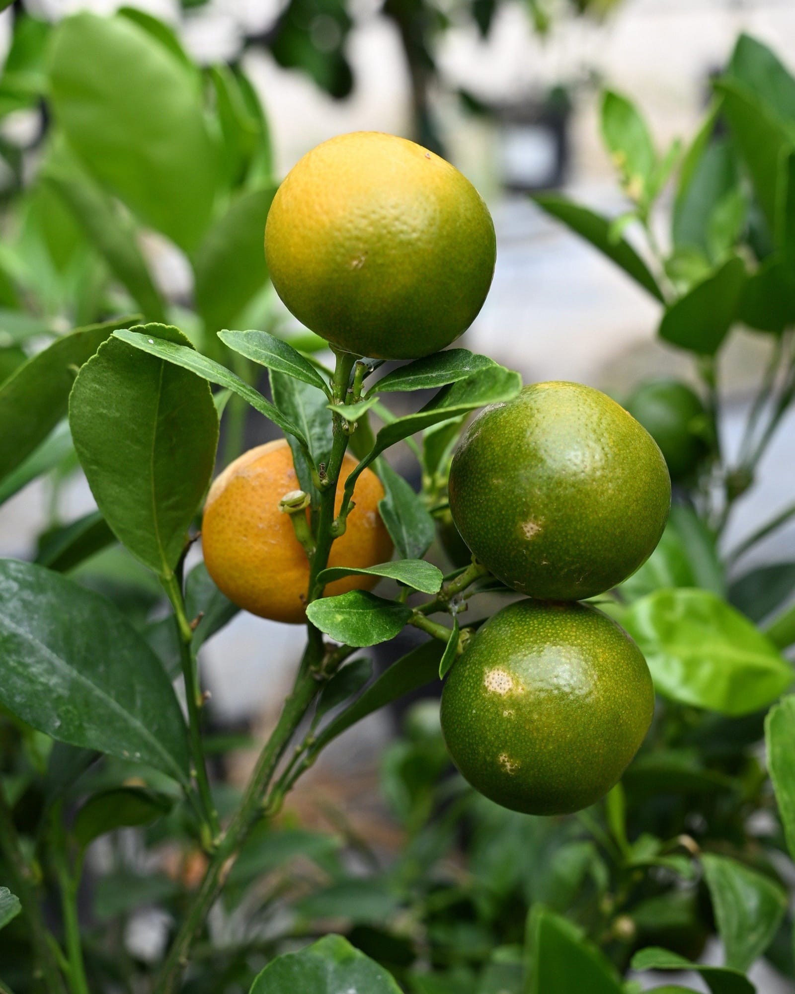 Calamondin Orange